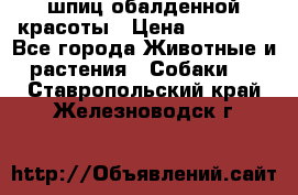 шпиц обалденной красоты › Цена ­ 22 000 - Все города Животные и растения » Собаки   . Ставропольский край,Железноводск г.